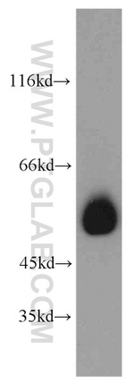 SMAD9 Antibody in Western Blot (WB)