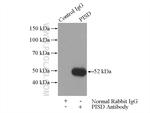 PISD Antibody in Immunoprecipitation (IP)