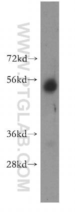 PISD Antibody in Western Blot (WB)