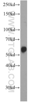 PISD Antibody in Western Blot (WB)