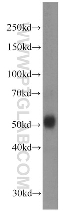 PISD Antibody in Western Blot (WB)