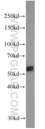 PISD Antibody in Western Blot (WB)