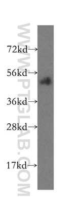 PISD Antibody in Western Blot (WB)