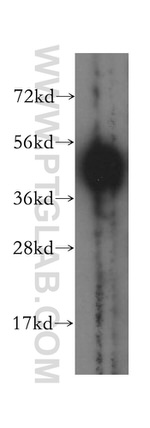 PISD Antibody in Western Blot (WB)