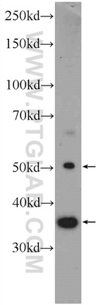 human IgG heavy chain Antibody in Western Blot (WB)