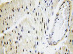 POLR2J Antibody in Immunohistochemistry (Paraffin) (IHC (P))