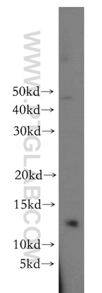 POLR2J Antibody in Western Blot (WB)