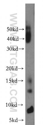 POLR2J Antibody in Western Blot (WB)