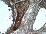 Biglycan Antibody in Immunohistochemistry (Paraffin) (IHC (P))