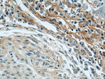 Biglycan Antibody in Immunohistochemistry (Paraffin) (IHC (P))