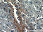 Biglycan Antibody in Immunohistochemistry (Paraffin) (IHC (P))