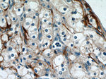 Biglycan Antibody in Immunohistochemistry (Paraffin) (IHC (P))