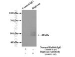 Biglycan Antibody in Immunoprecipitation (IP)