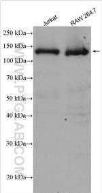 TYK2 Antibody in Western Blot (WB)