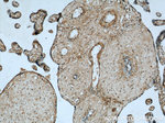 BCAT2 Antibody in Immunohistochemistry (Paraffin) (IHC (P))