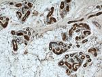 BCAT2 Antibody in Immunohistochemistry (Paraffin) (IHC (P))