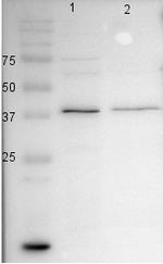 BCAT2 Antibody in Western Blot (WB)