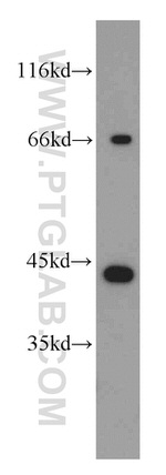 BCAT2 Antibody in Western Blot (WB)