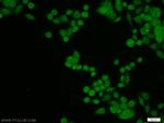 NELFB Antibody in Immunocytochemistry (ICC/IF)