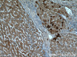 FUCA1 Antibody in Immunohistochemistry (Paraffin) (IHC (P))