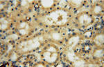 FUCA1 Antibody in Immunohistochemistry (Paraffin) (IHC (P))