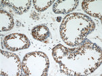 FUCA1 Antibody in Immunohistochemistry (Paraffin) (IHC (P))