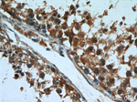 FUCA1 Antibody in Immunohistochemistry (Paraffin) (IHC (P))