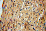 FUCA1 Antibody in Immunohistochemistry (Paraffin) (IHC (P))