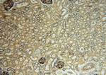 FUCA1 Antibody in Immunohistochemistry (Paraffin) (IHC (P))