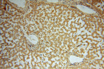 FUCA1 Antibody in Immunohistochemistry (Paraffin) (IHC (P))