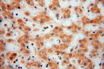 FUCA1 Antibody in Immunohistochemistry (Paraffin) (IHC (P))