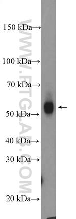 FUCA1 Antibody in Western Blot (WB)