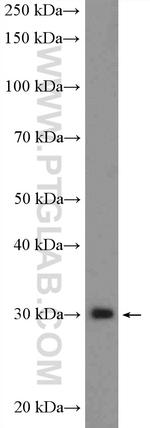 POLR3H Antibody in Western Blot (WB)