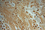 CHMP7 Antibody in Immunohistochemistry (Paraffin) (IHC (P))