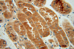 CHMP7 Antibody in Immunohistochemistry (Paraffin) (IHC (P))