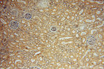 PAN2 Antibody in Immunohistochemistry (Paraffin) (IHC (P))