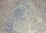 PAN2 Antibody in Immunohistochemistry (Paraffin) (IHC (P))