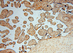 PAN2 Antibody in Immunohistochemistry (Paraffin) (IHC (P))