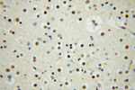 PAN2 Antibody in Immunohistochemistry (Paraffin) (IHC (P))