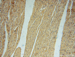 PAN2 Antibody in Immunohistochemistry (Paraffin) (IHC (P))