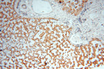 DLD Antibody in Immunohistochemistry (Paraffin) (IHC (P))