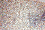 DLD Antibody in Immunohistochemistry (Paraffin) (IHC (P))