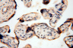 DLD Antibody in Immunohistochemistry (Paraffin) (IHC (P))