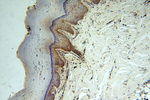 DLD Antibody in Immunohistochemistry (Paraffin) (IHC (P))