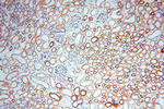 DLD Antibody in Immunohistochemistry (Paraffin) (IHC (P))