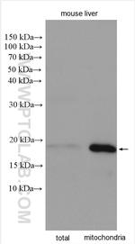 IMMP1L Antibody in Western Blot (WB)