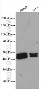 FARS2 Antibody in Western Blot (WB)