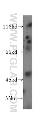 FARS2 Antibody in Western Blot (WB)