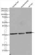 NIT2 Antibody in Western Blot (WB)