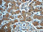 ORM1 Antibody in Immunohistochemistry (Paraffin) (IHC (P))